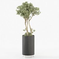Eucalyptus flower pot GOLDfree-standingroundhome