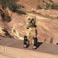 Dog veterinary orthosis wristarticulated