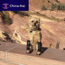 Dog veterinary orthosis wristarticulated