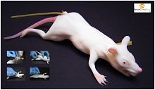 Veterinary training manikin MIMOLETTEintubationblood collectionrodent
