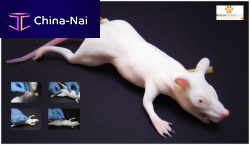 Veterinary training manikin MIMOLETTEintubationblood collectionrodent