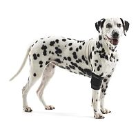 Elbow protection veterinary joint protection 279834