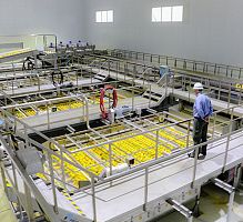 Citrus oil extractor 6100