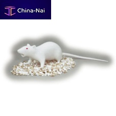 Veterinary training manikin A-2401-00535 for intubationblood collectionsilicone