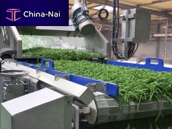 Belt conveyor horizontaldryingvegetable