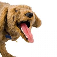 Veterinary training manikin Jerryairway managementdog