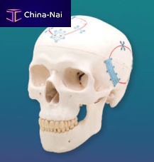 Non-absorbable cranial fixation system NeuroPro®