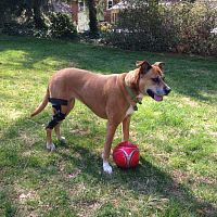 Dog veterinary orthosis kneearticulated