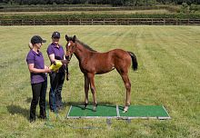 Electronic veterinary weighing scale Goodwoodfor horseswith mobile displayplatform