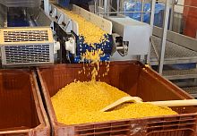 Processing line for the food industry IQFcorn
