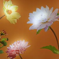 Backlit stretched membrane