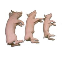 Veterinary training manikin pigmanikin setpink
