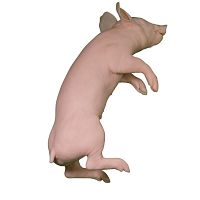 Veterinary training manikin pigpink