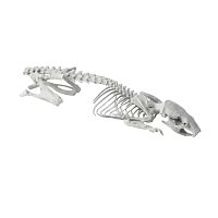 CT Scan veterinary test phantom RPOXIX-ray