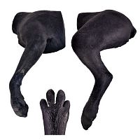 Veterinary training manikin bandagingcanineleg