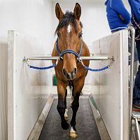 Equine veterinary spa FMBs Pro