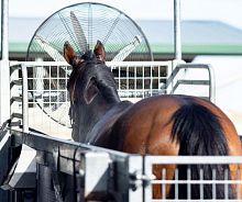 Walk veterinary treadmill GGfor horseshigh-speed