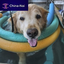 Underwater veterinary treadmill AQUATIC for dogs
