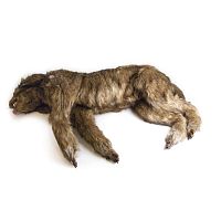 Surgery training manikin VET4630veterinaryfor demonstrationdog